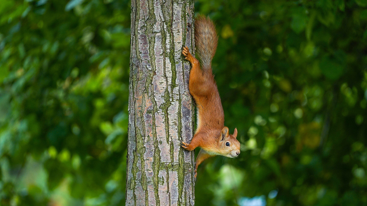 Погода в Москве с 7 по 13 июля