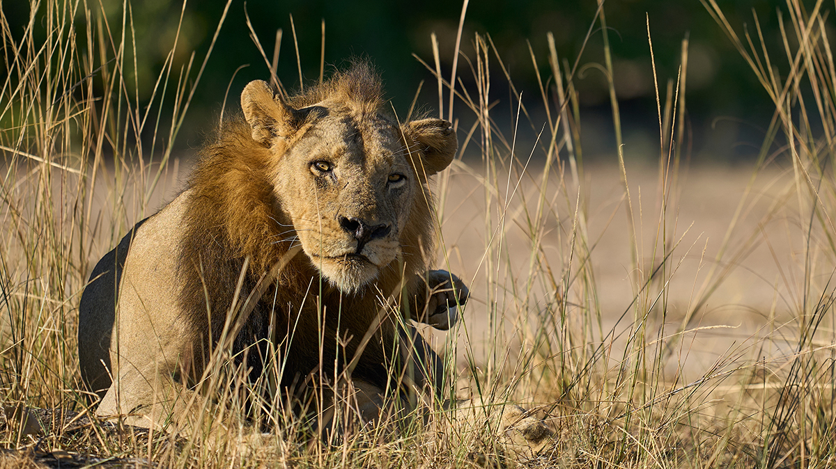 Лев вырвался из клетки и напал на жителя Антальи
