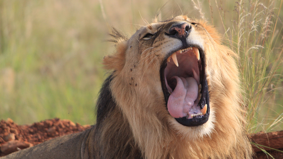 Стая львов в Таиланде 15 минут ела смотрителя зоопарка на глазах у посетителей