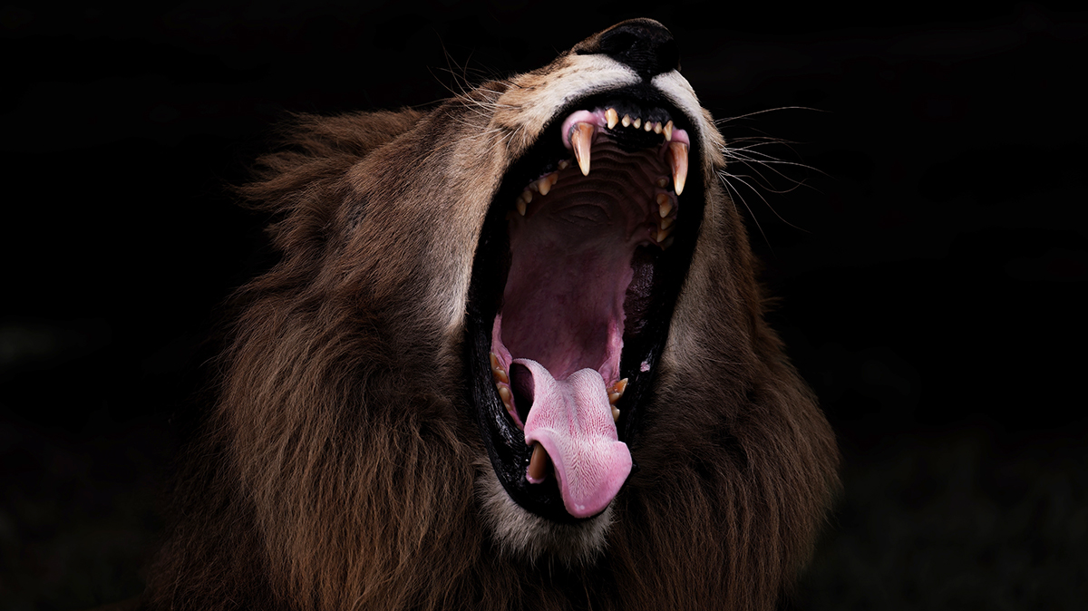 Лев растерзал смотрителя зоопарка в Нигерии на глазах у туристов