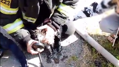 Вытащенного из огня котенка откачали спасатели в Подмосковье