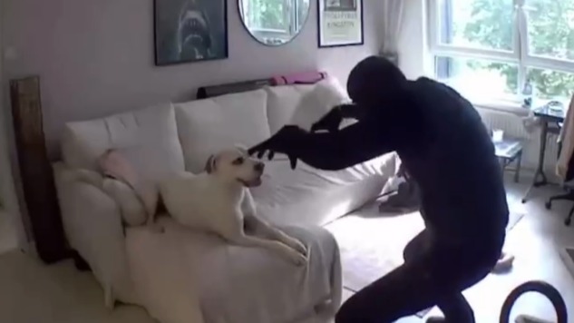 Собака подружилась с вором, который пришел грабить дом ее хозяев. Видео