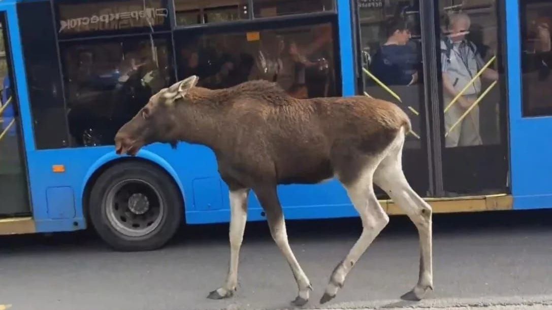 В Москве появится новый отдел по спасению диких животных при зоопарке