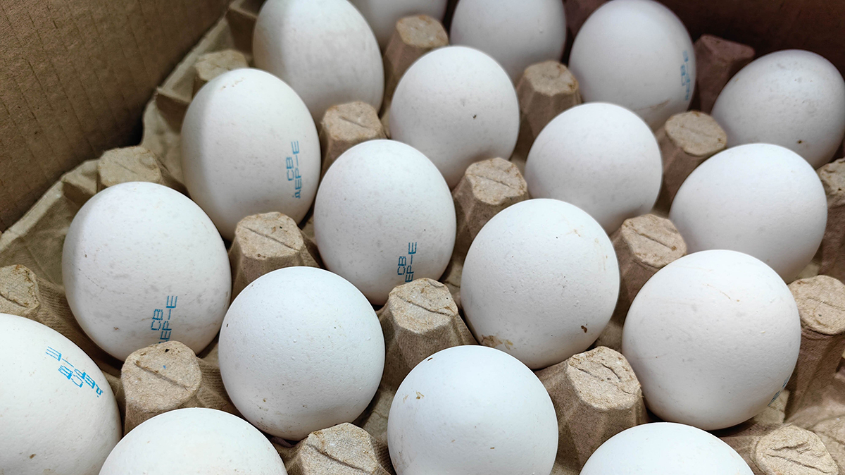 Депутат Оглоблина обеспокоилась падением цен на яйца в России