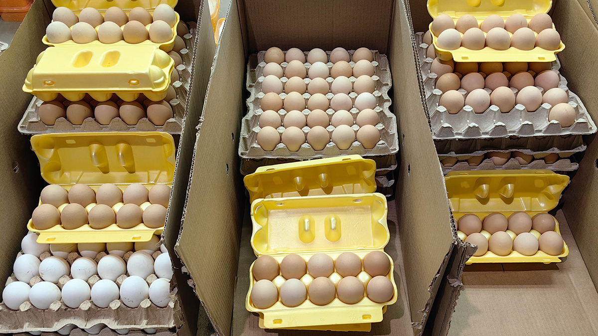 Чем полезны яйца, как их выбрать и какие можно есть, кроме куриных: рекомендации диетолога