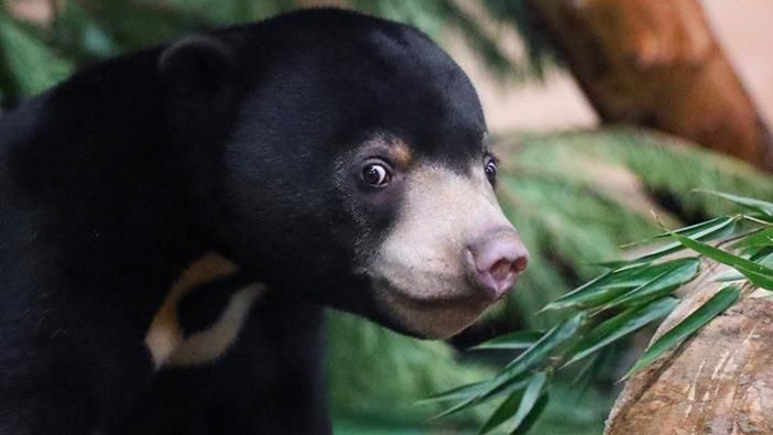 На портале mos.ru можно посмотреть трансляции из вольеров малайских медвежат