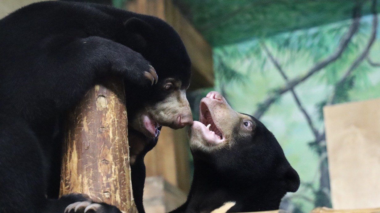 Московский зоопарк начал трансляции из вольера краснокнижных малайских медведей