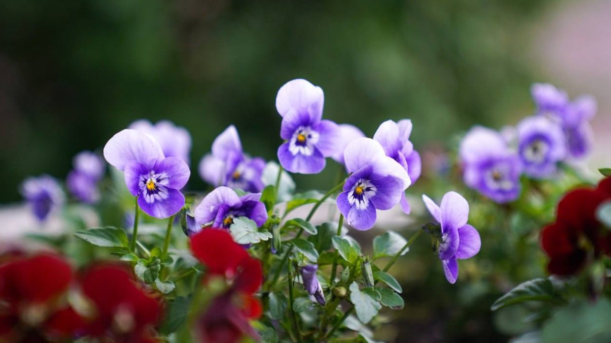 Более 32 миллионов однолетников украсили столичные цветники