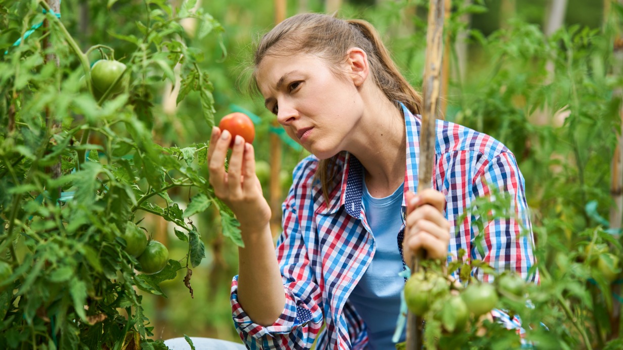 Как спасти огород от болезней, вызванных дождливой погодой