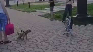 Собака и робопес устроили танцы на российской набережной. Видео