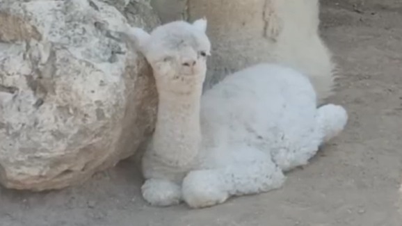 Альпака в «шапке» родилась в крымском зоопарке