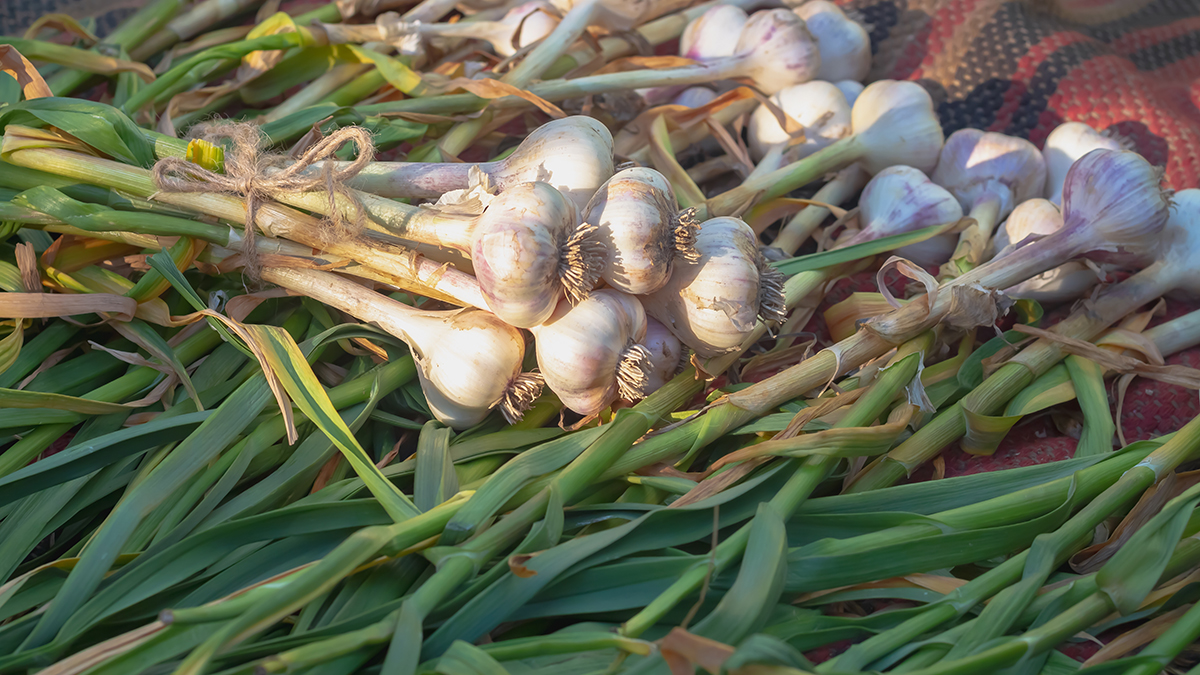 Подкормка чеснока: когда, как и чем лучше