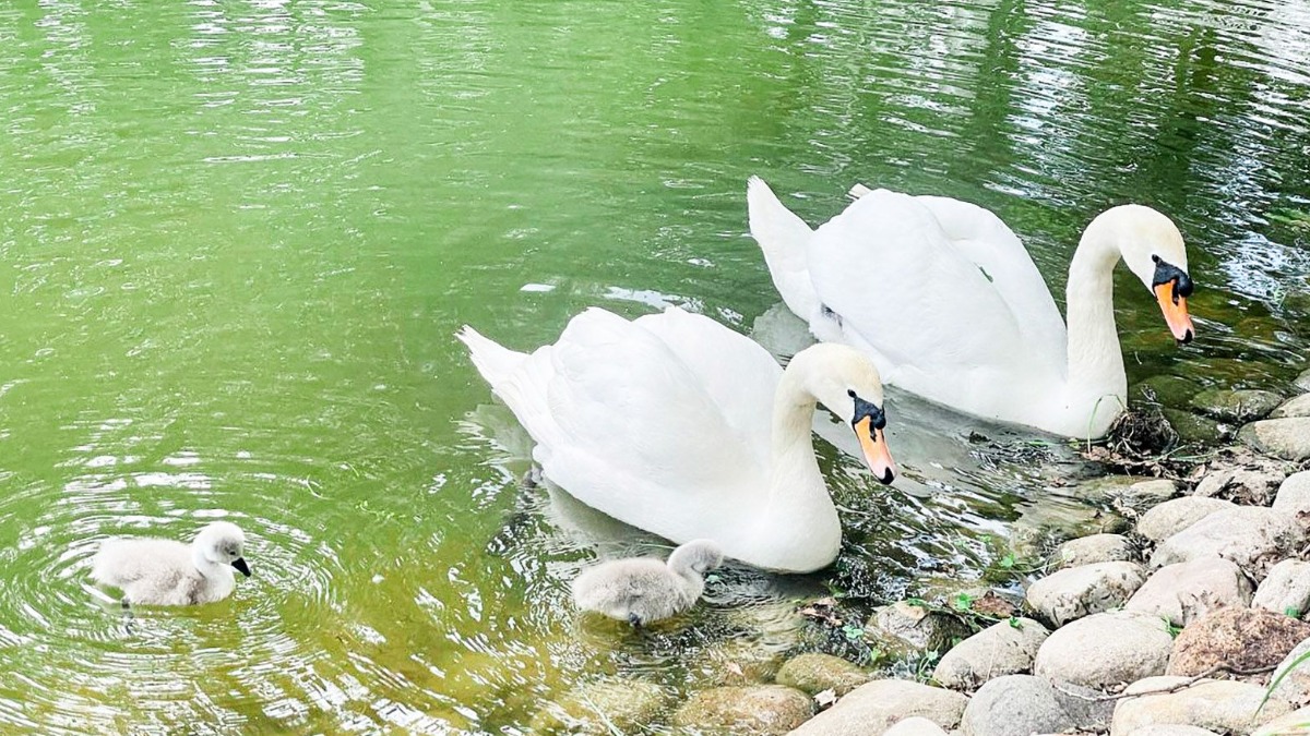Семь птенцов лебедей-шипунов появились на свет в двух парках Москвы