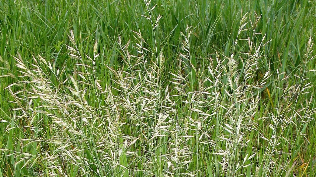 Редкие виды злаковых зацвели в Москве