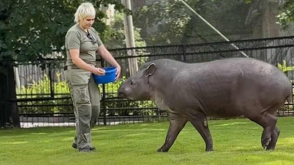 Тапира Сью переселили в летний вольер в Московском зоопарке