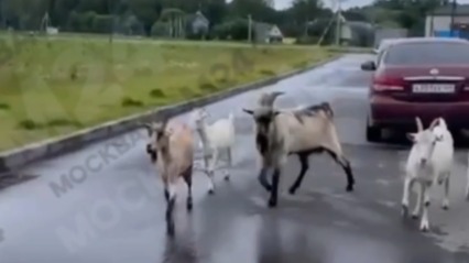 Коз заметили гуляющими во дворах многоэтажек в Новой Москве