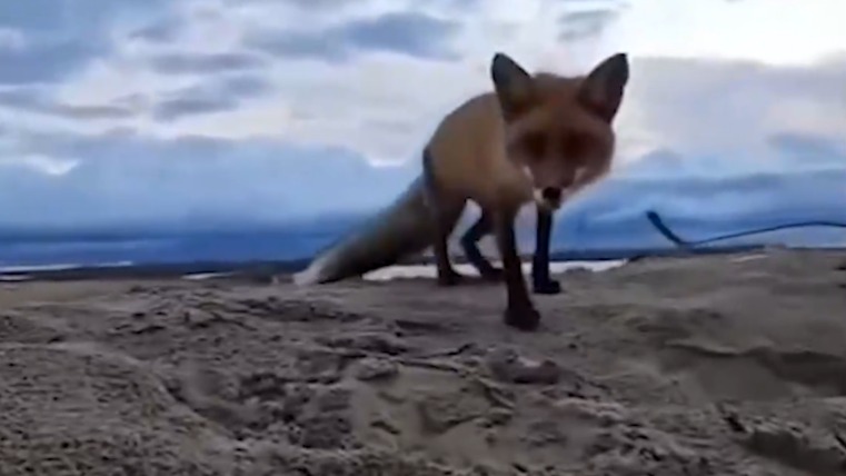 «Очень вкусный»: лиса в прямом эфире украла смартфон у туриста на Сахалине