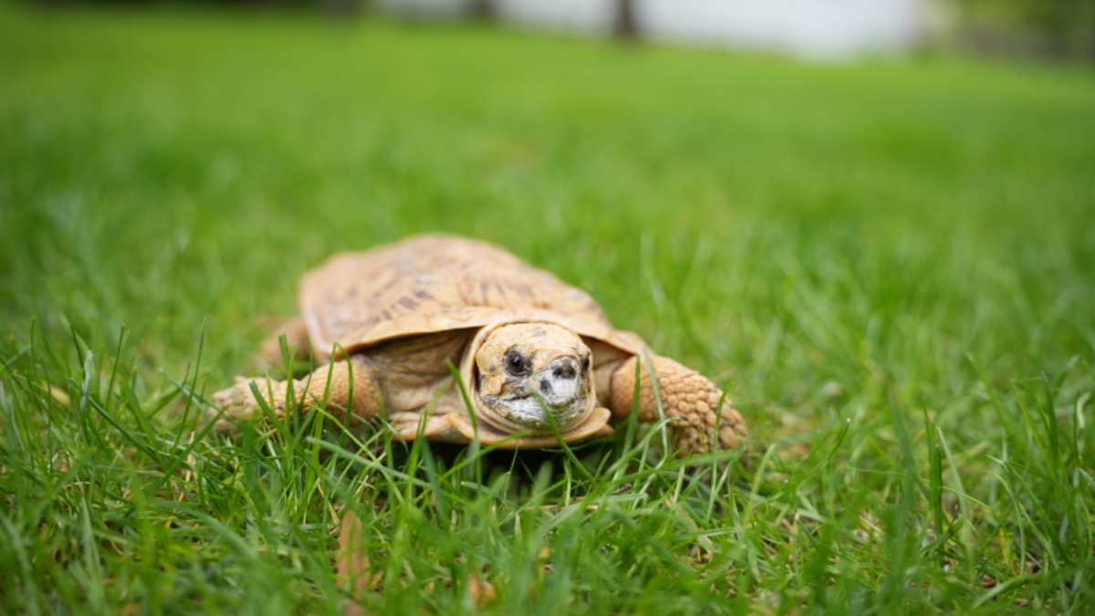 Сергунина: В Московский зоопарк с начала года привезли более 100 животных