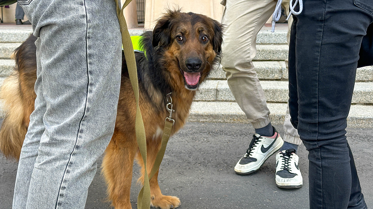 Москвичей приглашают принять участие в помощи бездомным животным Белгорода