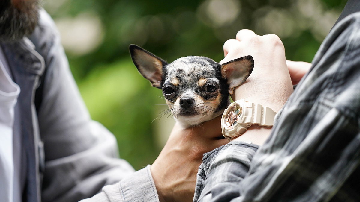 Хозяйка терьера из Москвы обжалует штраф за «не убранную на улице мочу собаки»