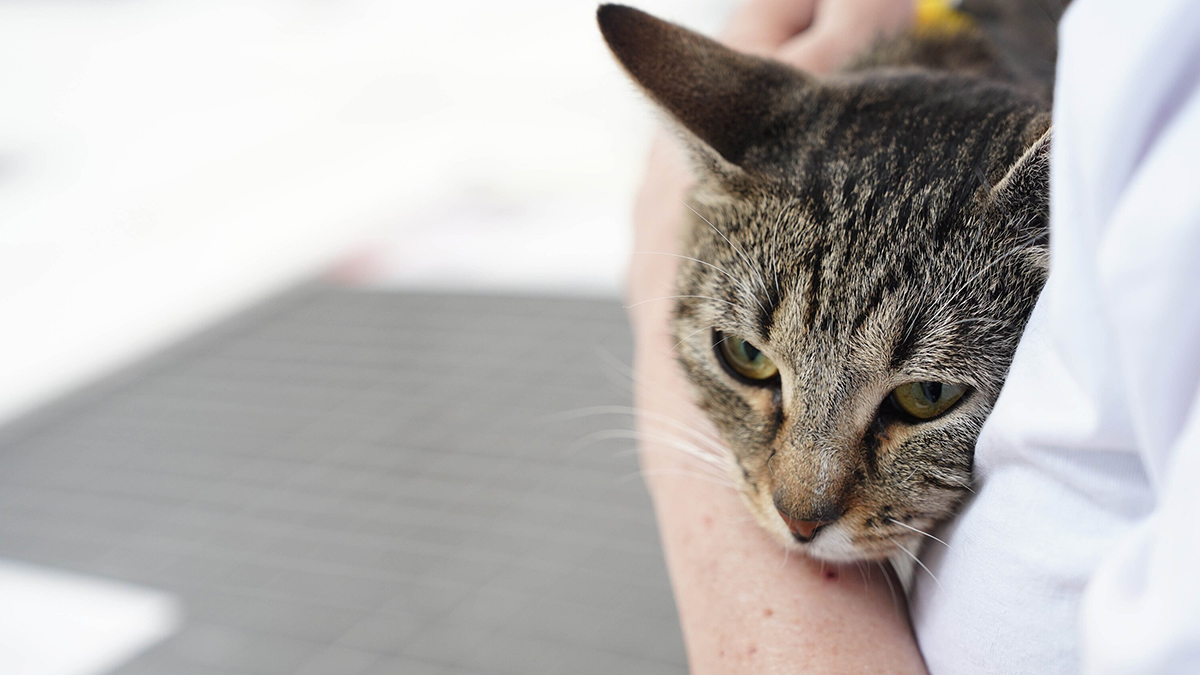 Стала известна судьба «мобилизованного» в Киевской области кота