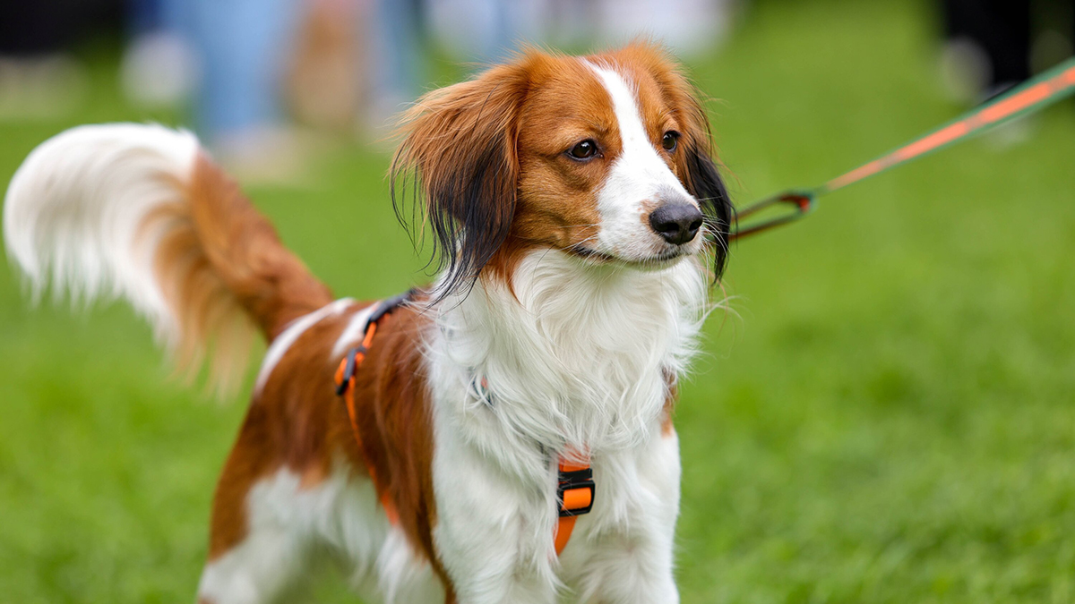 Чубакка, Лексус и Бейонсе: москвичи стали давать своим собакам необычные клички