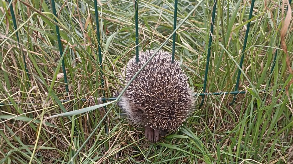 Застрявшую в заборе маму-ежиху спасли на юго-востоке Москвы