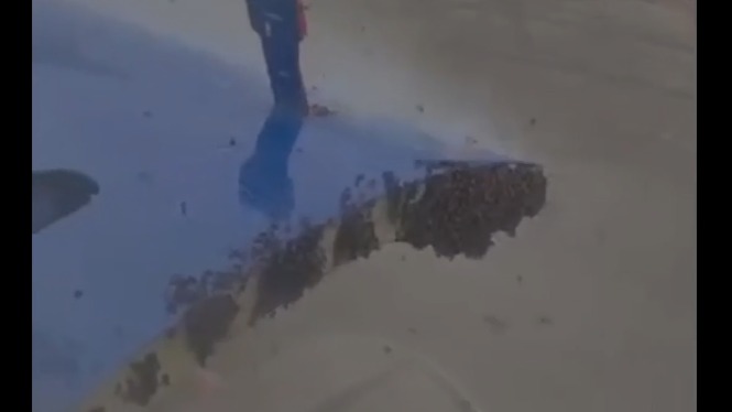 Рой пчел сорвал вылет самолета IndiGo в Индии