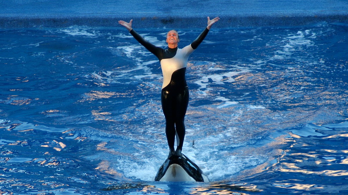 Страшная история косатки Тиликум: почему она начала убивать людей