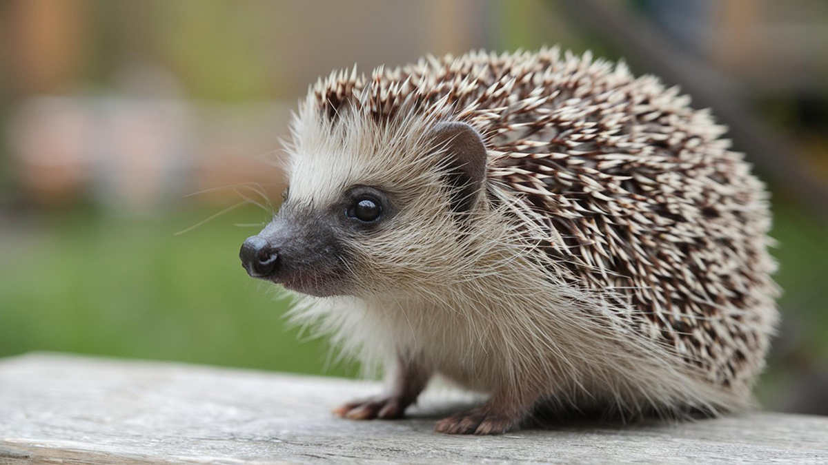 Ежиху с лишним весом выпустили на волю после реабилитации в Челябинской области