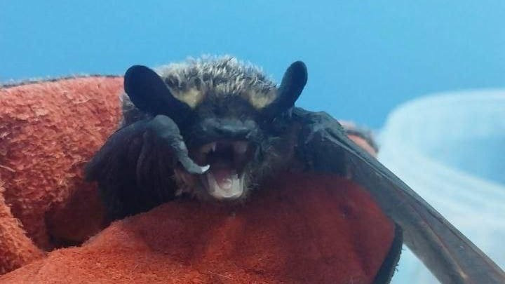 Ветеринары поведали о судьбе летучей мыши, укусившей мужчину в Сергиевом Посаде