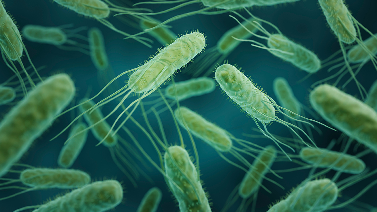 СМИ: В мясе из Metro обнаружили смертельно опасные листерию и сальмонеллу