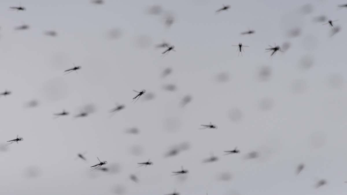 Страна с холодным климатом: комаров впервые нашли в Исландии