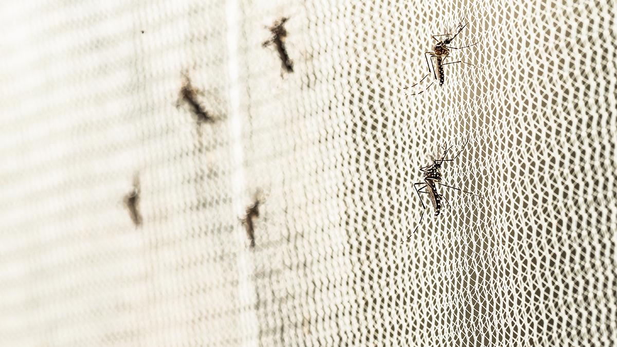 Shot: Несколько россиян заразились вирусом чикунгунья на Сейшелах