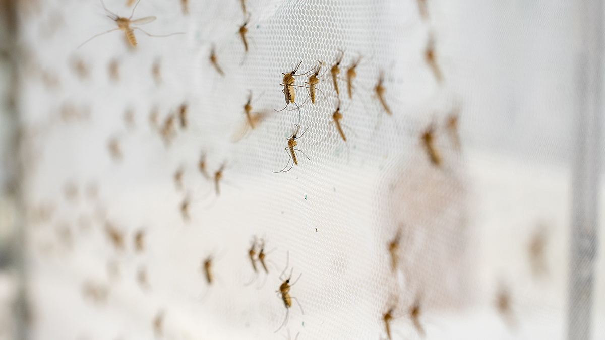 Чем опасны укусы комаров для домашних животных