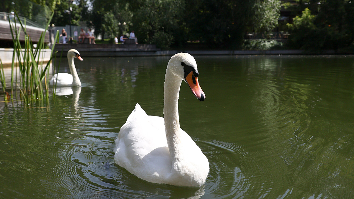 Погода в Москве 18 июля