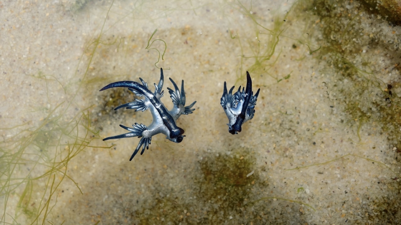 Ядовитые «голубые драконы» завелись на таиландских пляжах 