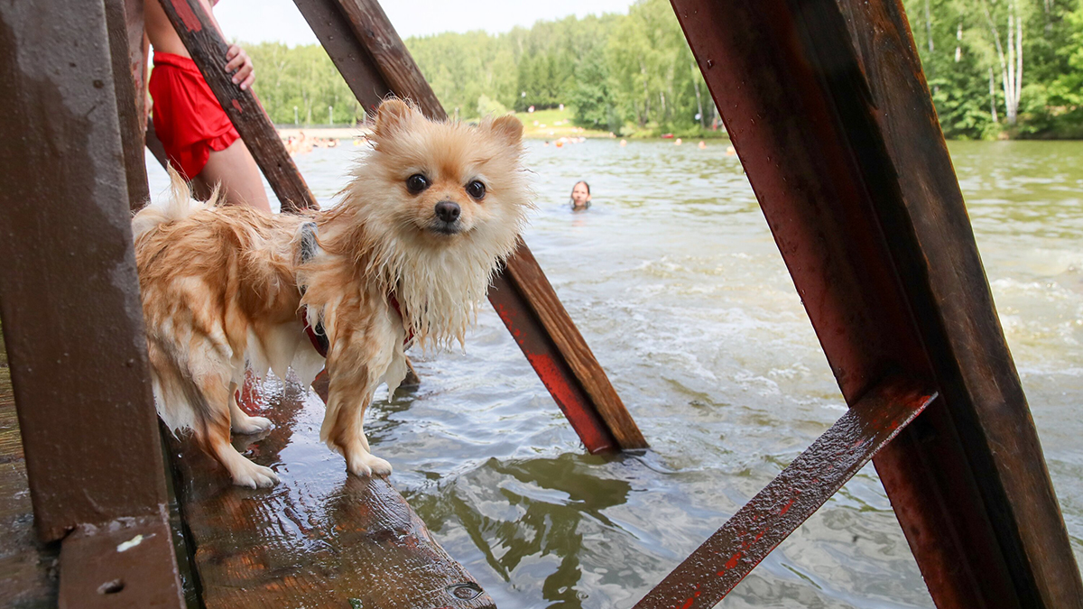 Вильфанд: Бархатный сезон наступит в Москве 9–10 августа