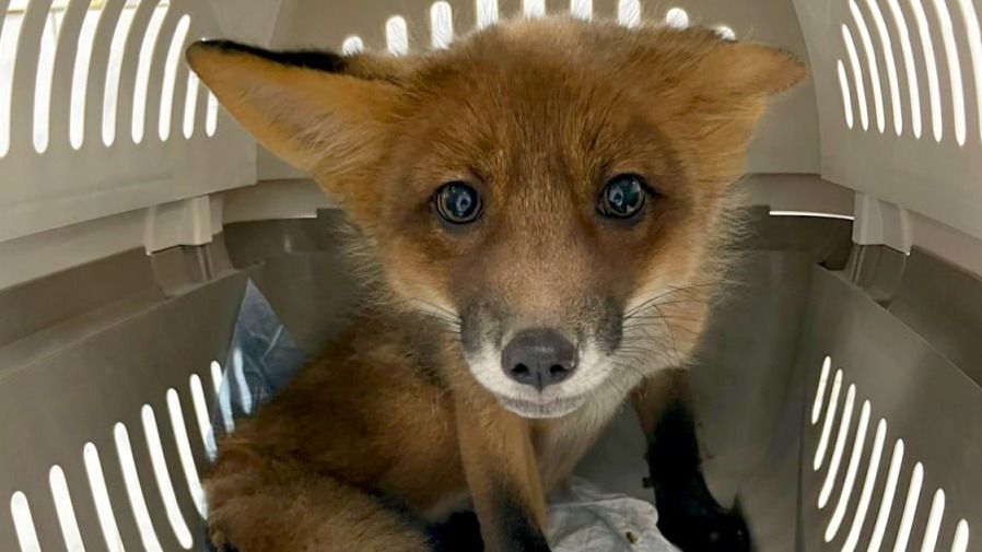 Московские ветеринары спасли лисичку Рокси со сломанной лапой