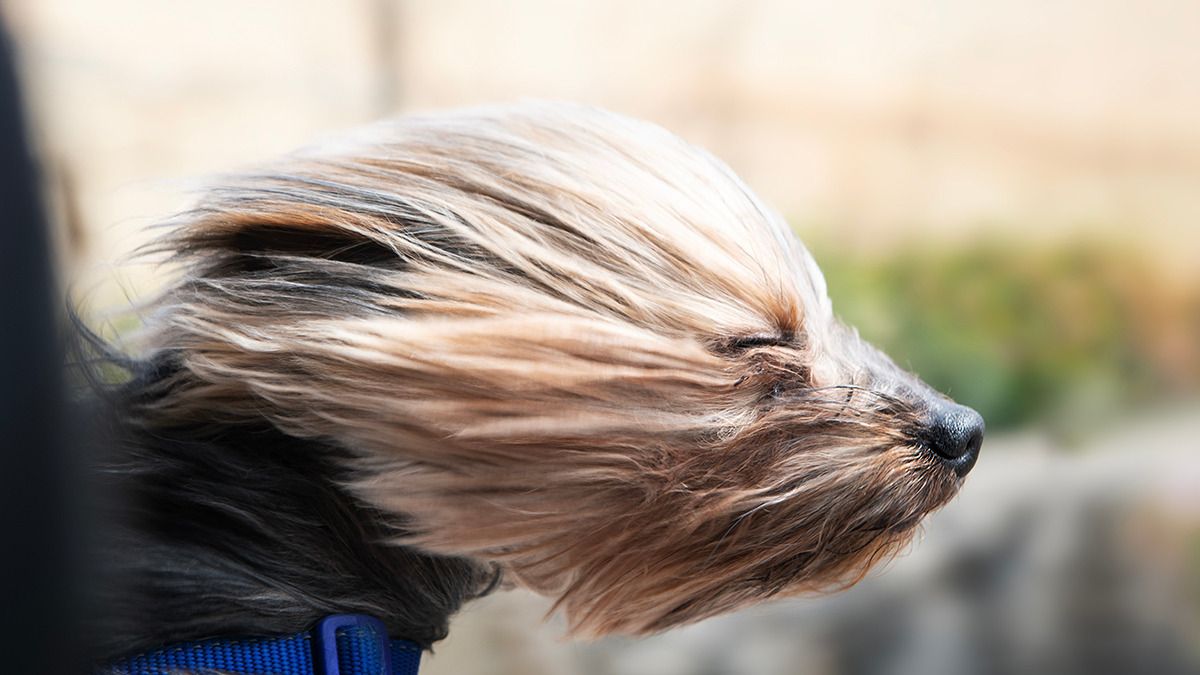 Во сколько обойдется содержание питомца в месяц