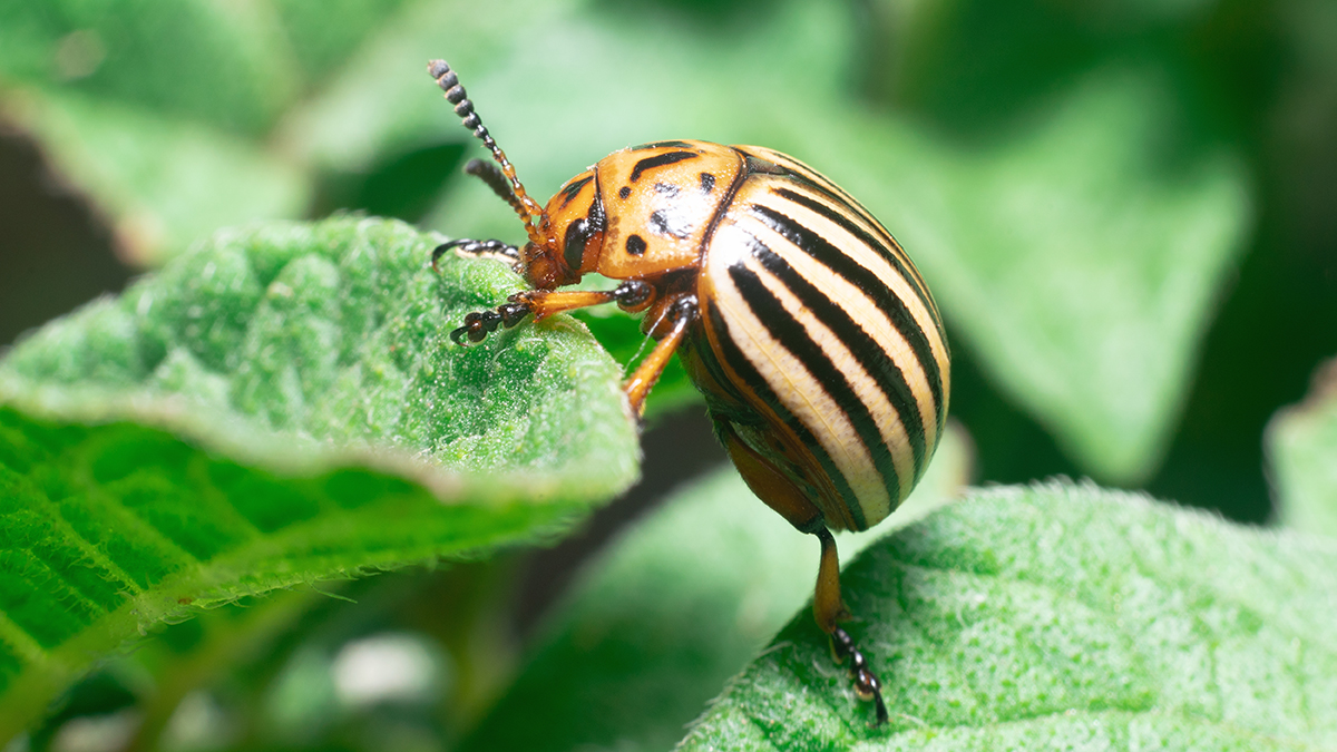 Садовод Туманов рассказал, чему вредят колорадские жуки помимо картофеля