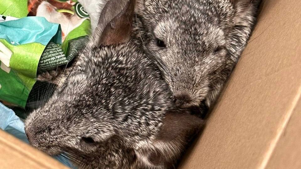 Пьяный мужчина выбросил из окна шиншилл, которые укусили его во время кормления