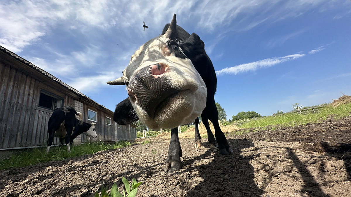 Шнобелевскую премию — 2025 вручили за полосы на коровах и пьяных летучих мышей