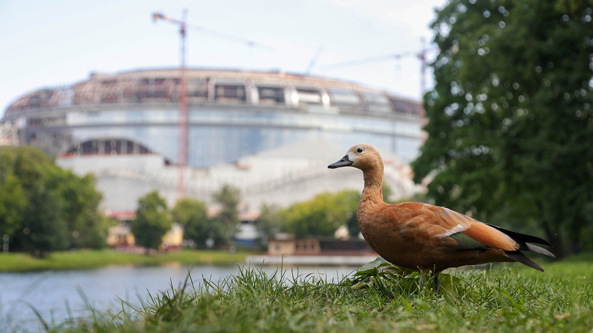 Погода в Москве 1 и 2 августа