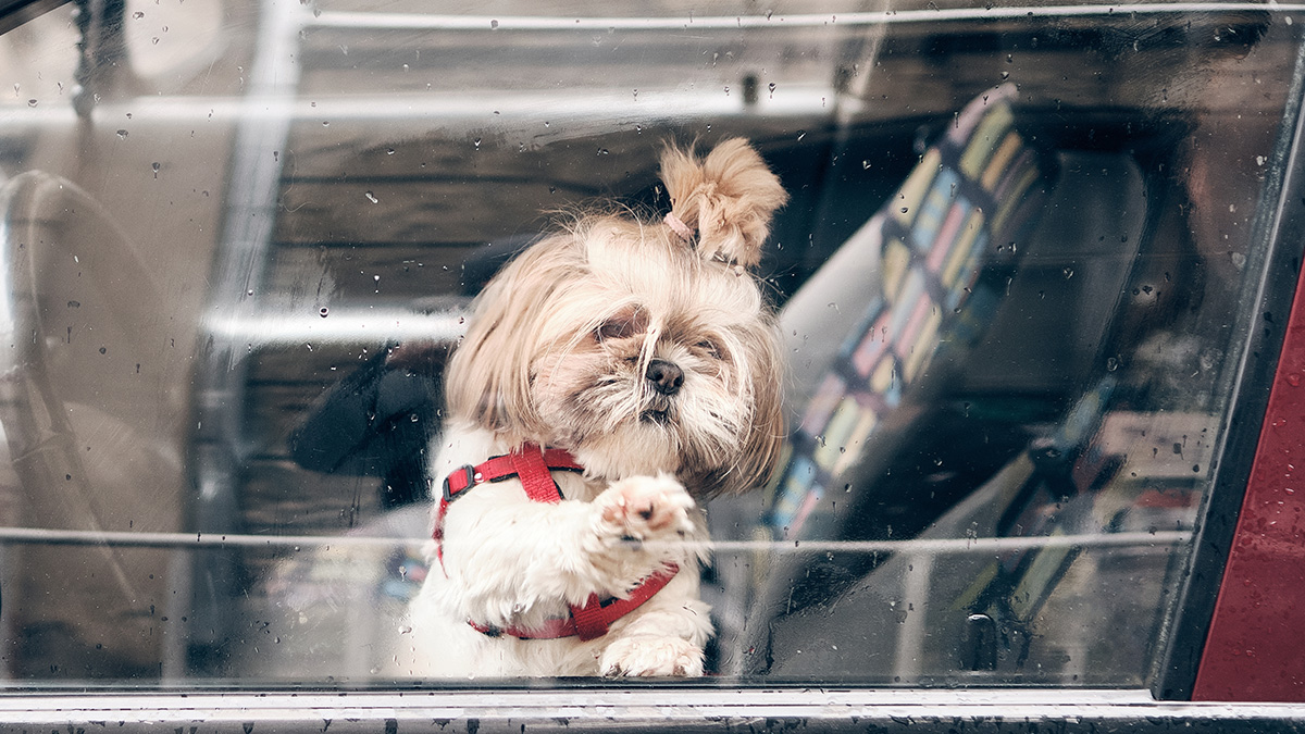 Семь собак, пять кошек и хомяка бросили одних в машине в Москве с начала года