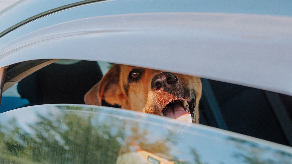 Можно ли через суд получить деньги за мойку авто от хозяина собаки