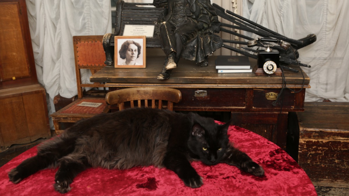 Современный кот Бегемот в доме № 10 на улице Большая Садовая