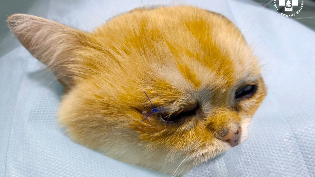 Кота Бусика с редкой патологией роговицы глаза спасли в Москве