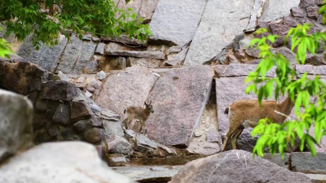 Девять детенышей дагестанского тура родились в Московском зоопарке