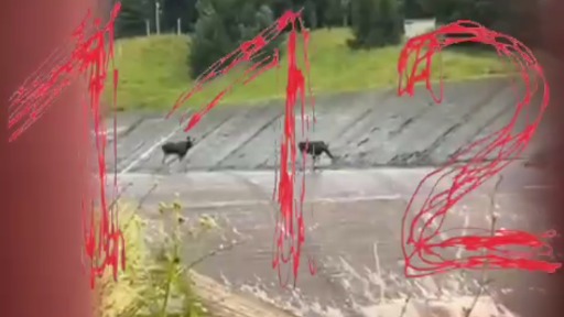 «112»: Два лося застряли в водохранилище в Истре